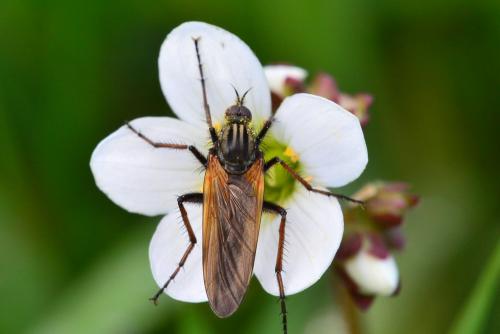 Empis tessellata